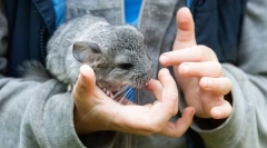 Чому укус шиншилла, як відлучати